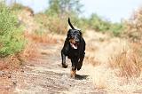 DOBERMANN 137